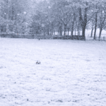 11 januari 2026 geen training